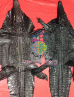 �������  ��˹ѧ�� �͡��