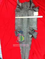 �������  ��˹ѧ�� �͡��