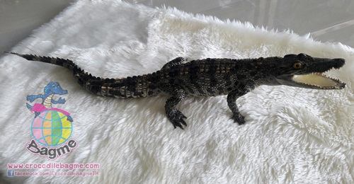 �ٻ�Ҿ���2 �ͧ�Թ��� : ������� �����ʵҿ