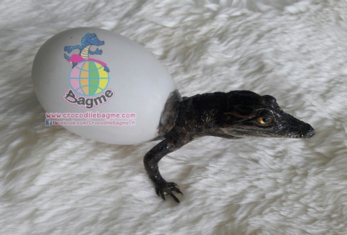 �ٻ�Ҿ���2 �ͧ�Թ��� : ������� �����ʵҿ �͡��