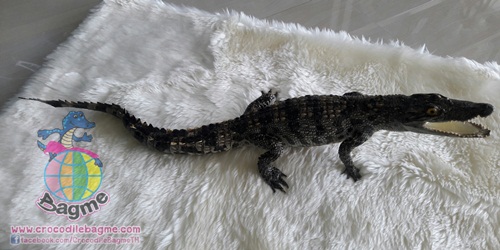 �ٻ�Ҿ���3 �ͧ�Թ��� : ������� �����ʵҿ