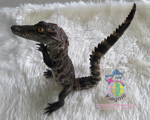 �ٻ�Ҿ���3 �ͧ�Թ��� : ������� �����ʵҿ ���ʴ�