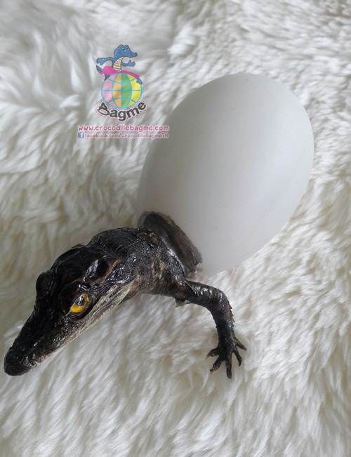 �ٻ�Ҿ���3 �ͧ�Թ��� : ������� �����ʵҿ �͡��